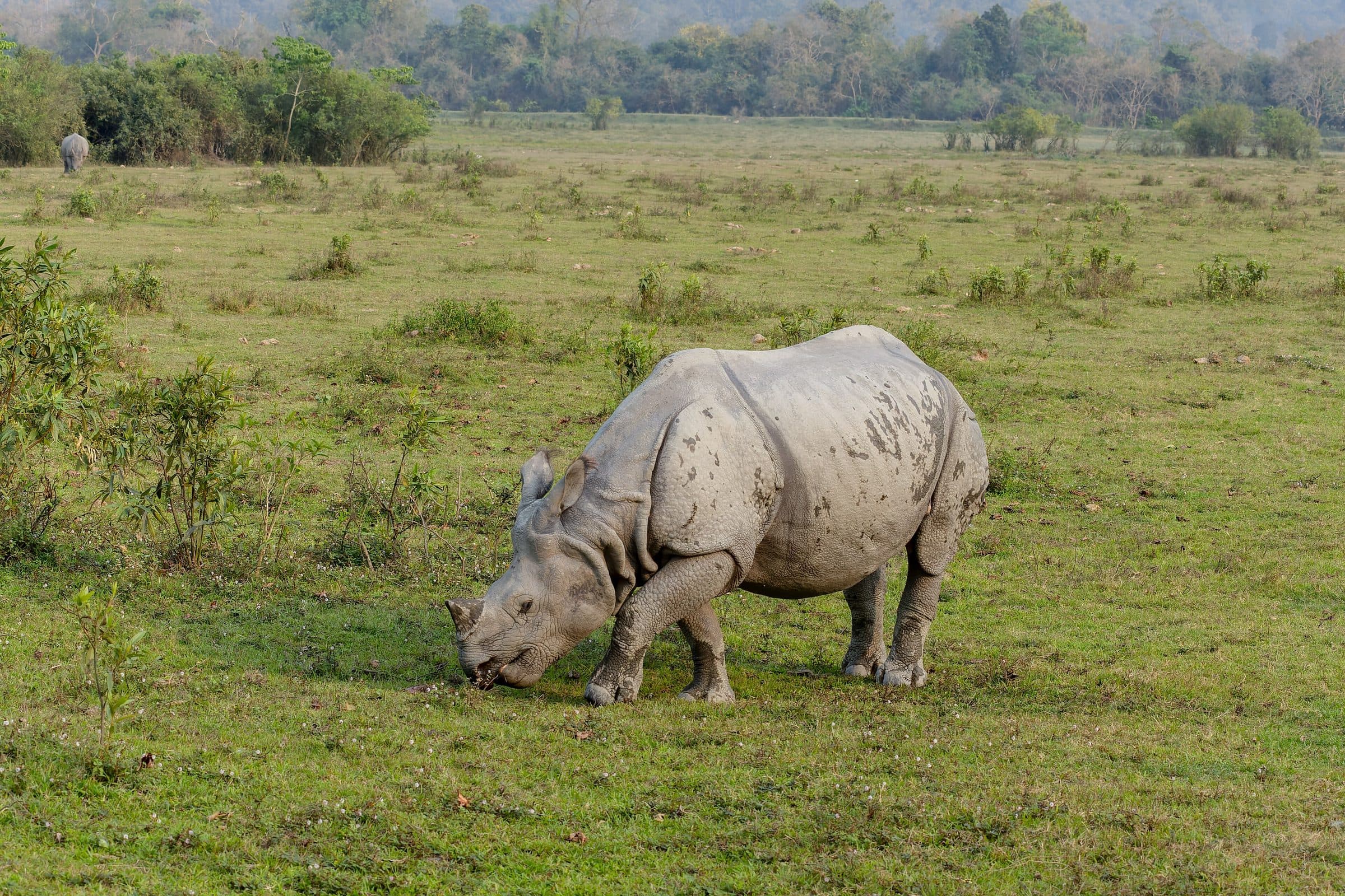 One-horned rhino, Kaziranga